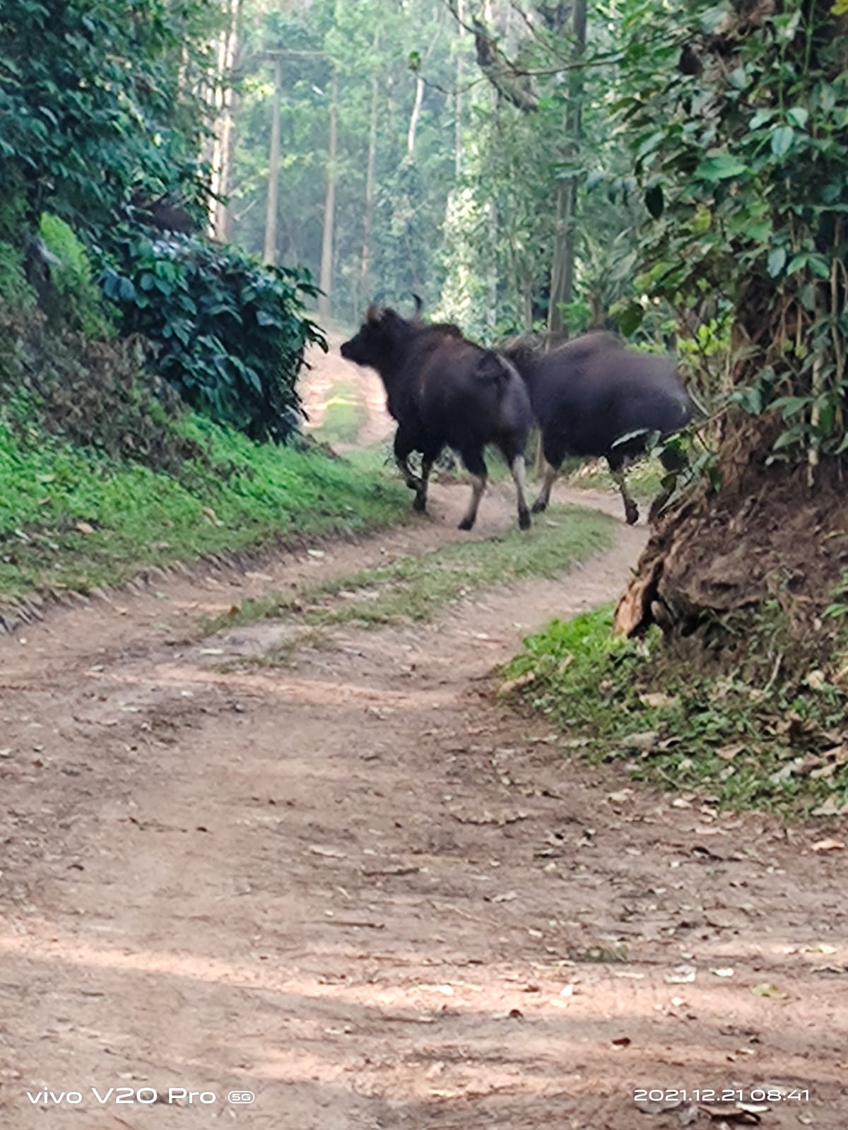 ಮಡಿಕೇರಿ: ಕಾಡೆಮ್ಮೆ ದಾಳಿ; ಮಹಿಳೆಗೆ ಗಾಯ