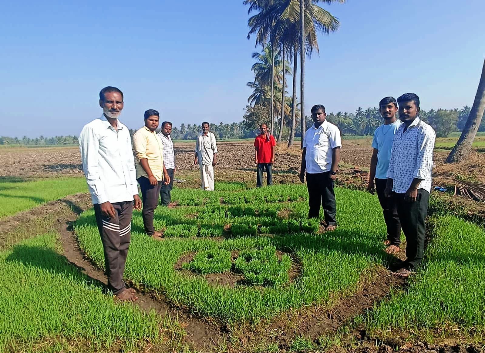 ಮಂಡ್ಯ: ಭತ್ತದ ಪೈರಿನಲ್ಲಿ ಮೂಡಿದ ಅಪ್ಪು ಹೆಸರು!