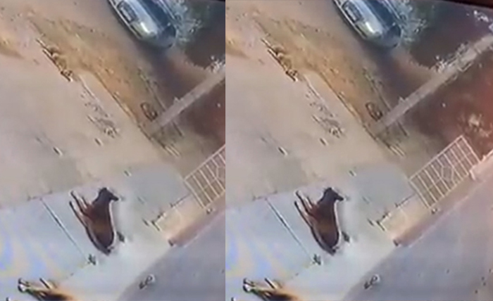 ಬೆಂಗಳೂರು: ಕಾರು ಹರಿಸಿ ಬೀದಿನಾಯಿ ಹತ್ಯೆ ಪ್ರಕರಣ; 10 ಲಕ್ಷ ರೂ.ಬಾಂಡ್ ಬರೆಸಿದ ಪೊಲೀಸರು