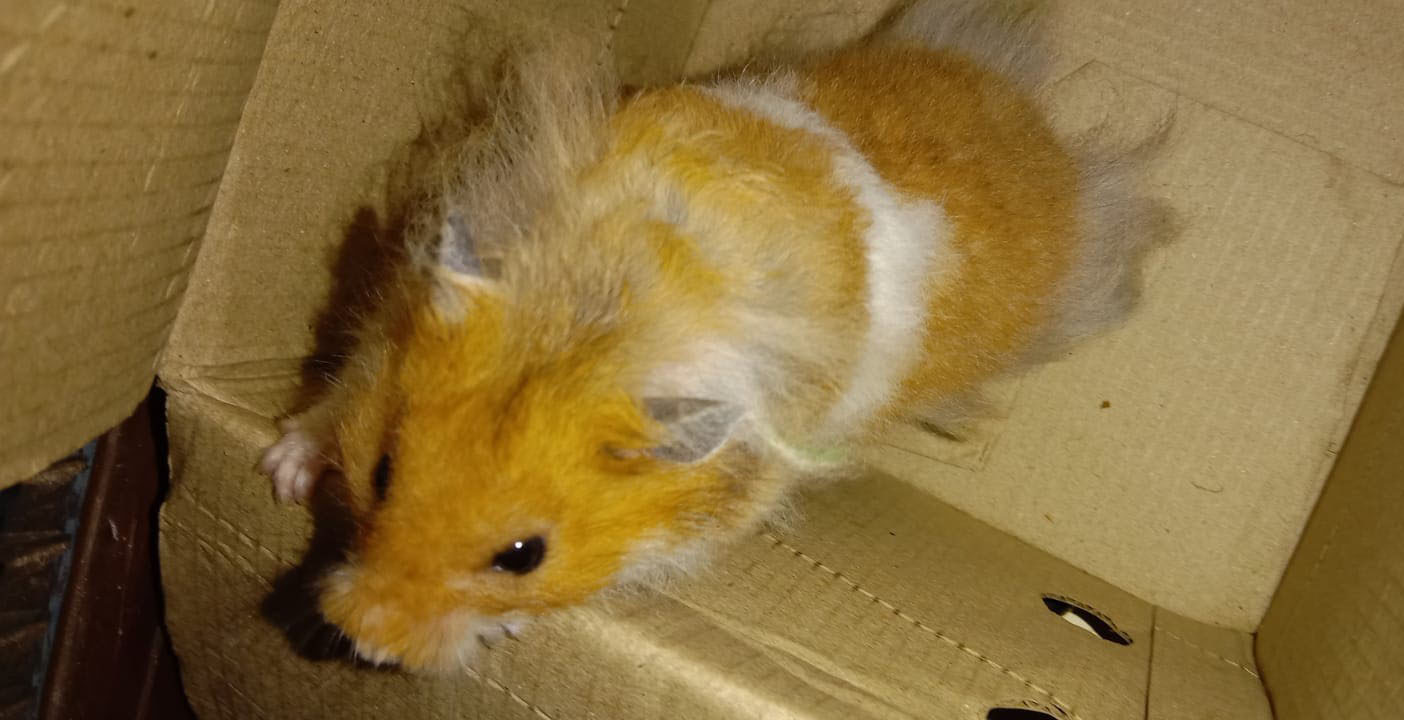 ಉಡುಪಿ: ಹೂಡೆ ಕಾಲೇಜಿನಲ್ಲಿ ಅಪರೂಪದ ಇಲಿ ಪತ್ತೆ