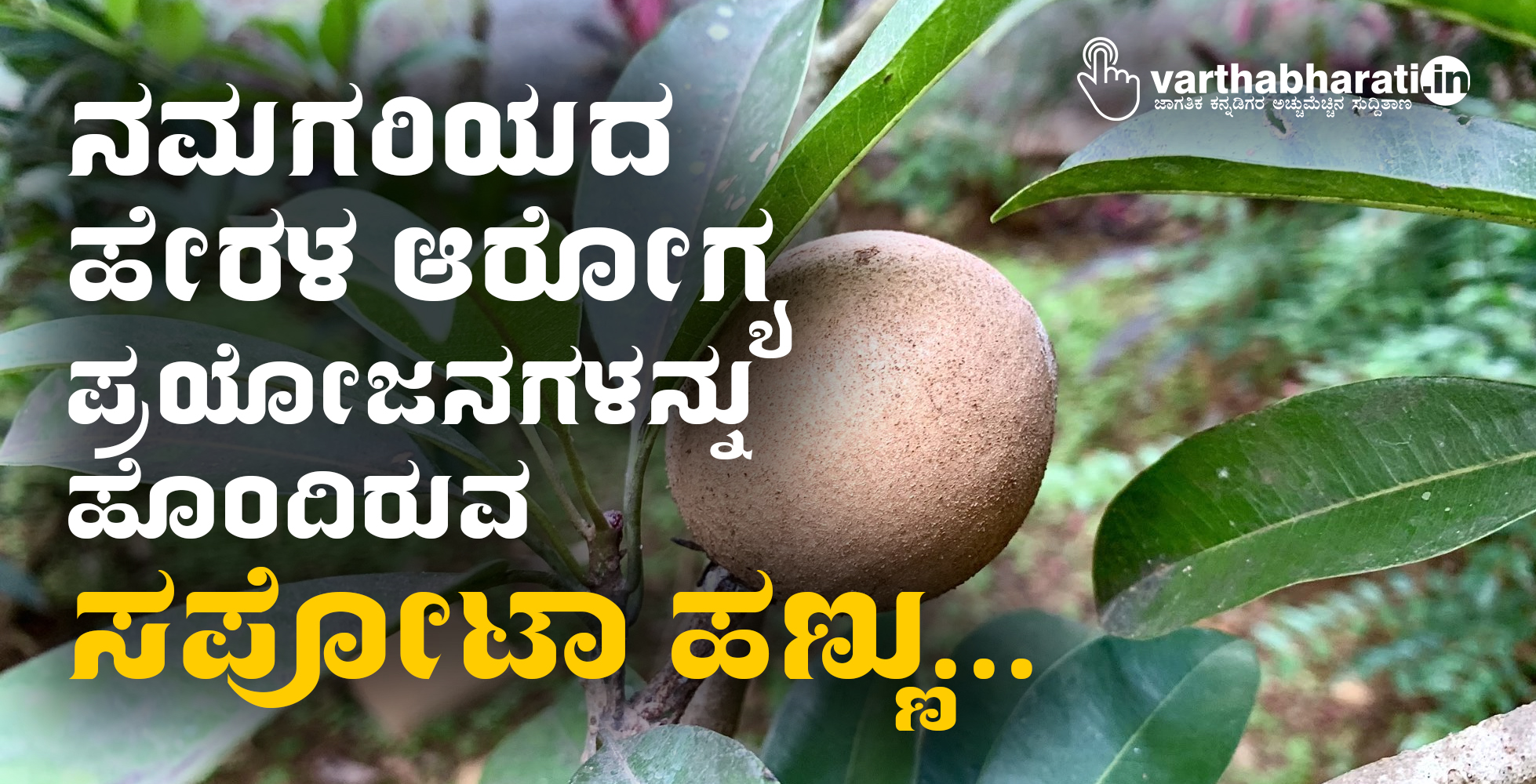 ನಮಗರಿಯದ ಹೇರಳ ಆರೋಗ್ಯ ಪ್ರಯೋಜನಗಳನ್ನು ಹೊಂದಿರುವ ಸಪೋಟಾ ಹಣ್ಣು...
