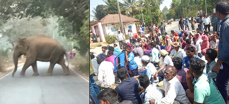 ಹಾಸನ:  ಕಾಡಾನೆ ದಾಳಿಗೆ ಇಬ್ಬರು ಕಾಫಿ ತೋಟದ ಕಾರ್ಮಿಕರು ಬಲಿ