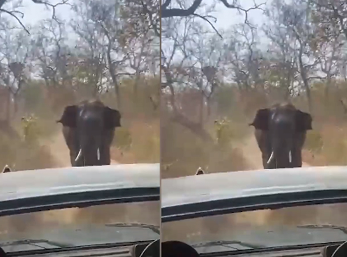 VIDEO- ಬಂಡೀಪುರ: ಸಫಾರಿ ವಾಹನವನ್ನು ಅಟ್ಟಾಡಿಸಿಕೊಂಡು ಬಂದ ಗಜರಾಜ!
