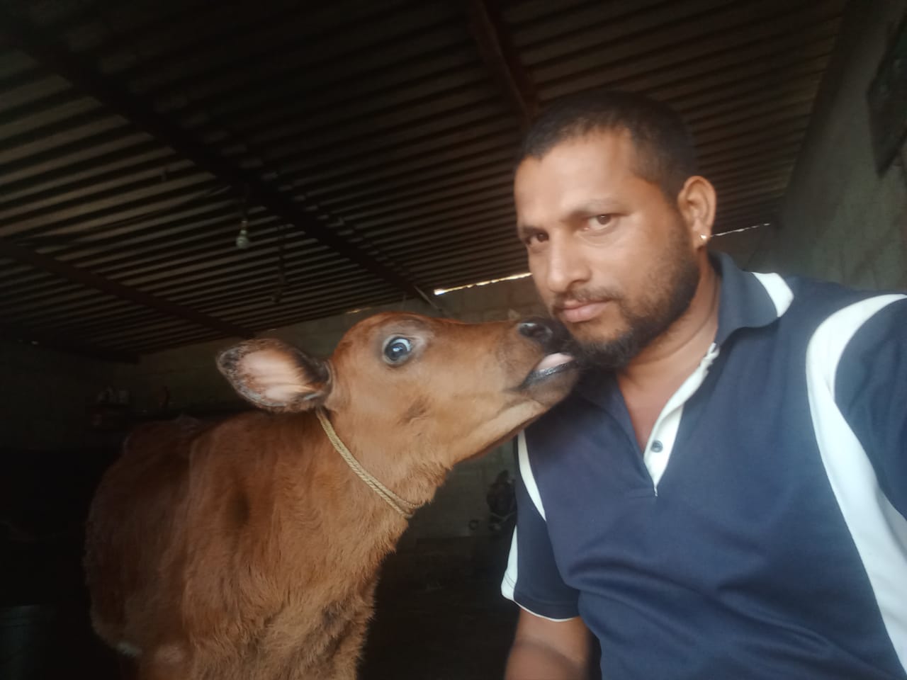 ಪಾದಯಾತ್ರಿಗಳು ತಿಂದು ಎಸೆಯುವ ಆಹಾರ ಸೇವಿಸಿ ಹಲವು ಜಾನುವಾರುಗಳ ಸಾವು; ಆರೋಪ