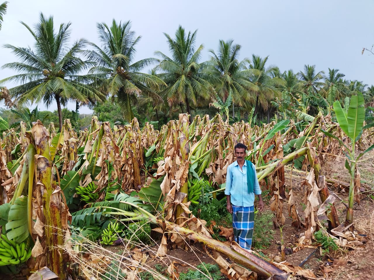 ಚಾಮರಾಜನಗರ ಜಿಲ್ಲೆ; ಗಾಳಿ-ಮಳೆಯಿಂದ ಬೆಳೆ ಹಾನಿ