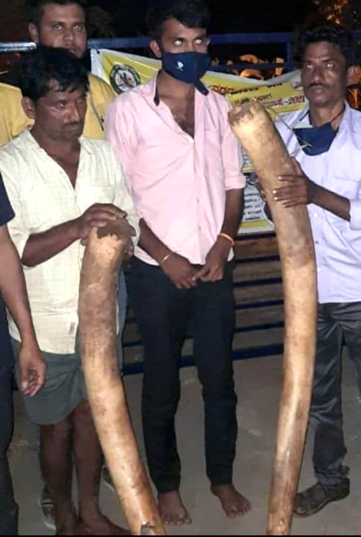 VIDEO-ಹಾಸನ: ದಂತ ಮಾರಾಟಕ್ಕೆ ಯತ್ನಿಸಿದ ಪ್ರಕರಣ; ಮರಣೋತ್ತರ ಪರೀಕ್ಷೆಗೆ ಆನೆಯ ಕಳೇಬರ ಹೊರತೆಗೆದ ಪೊಲೀಸರು