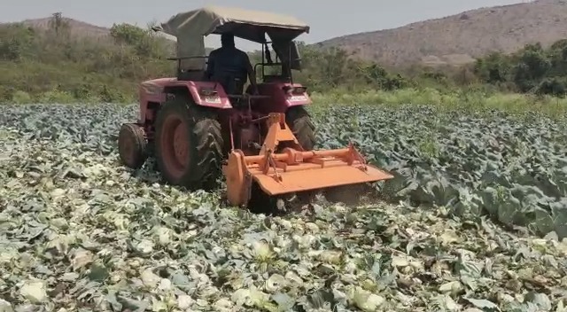 VIDEO- ಚಿಕ್ಕಮಗಳೂರು: ತಾನು ಬೆಳೆದ ಎಲೆಕೋಸು ಬೆಳೆಯನ್ನು ಟ್ರ್ಯಾಕ್ಟರ್ ಹರಿಸಿ ನಾಶಪಡಿಸಿದ ರೈತ!