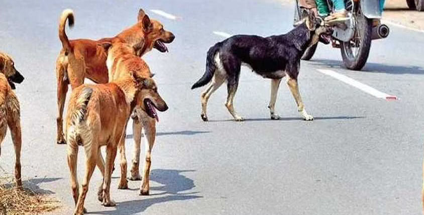 ಮುಕ್ಕ‌ ಪ್ರದೇಶದಲ್ಲಿ ಹುಚ್ಚು ನಾಯಿಗಳ‌ ಕಾಟ; ಮನೆಗೆ ನುಗ್ಗಿ ತಂದೆ-ಮಗಳ‌ ಮೇಲೆ ದಾಳಿ