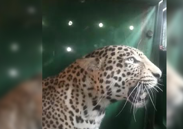 ನಂಜನಗೂಡು: ಅರಣ್ಯ ಇಲಾಖೆ ಇಟ್ಟಿದ್ದ ಬೋನಿನಲ್ಲಿ ಸೆರೆಯಾದ ಚಿರತೆ