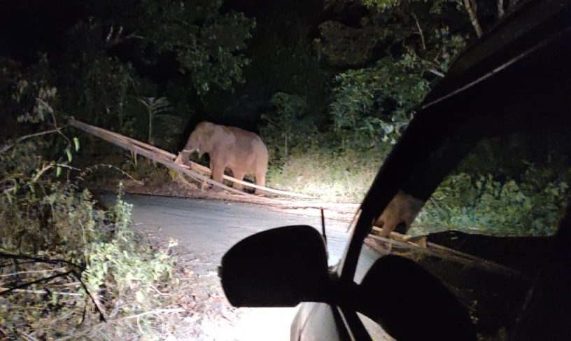 ಸುಳ್ಯದ ಗಡಿ ಗ್ರಾಮಗಳಲ್ಲಿ ತೀವ್ರಗೊಂಡ ಕಾಡಾನೆ ಹಾವಳಿ
