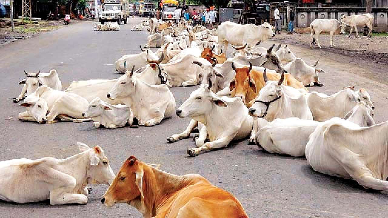 ಸಾರ್ವಜನಿಕ ಸ್ಥಳಗಳಲ್ಲಿ ಬಿಡಾಡಿ ಜಾನುವಾರು ಹಾವಳಿ: ನಿಯಂತ್ರಣ ಮಸೂದೆ ಅಂಗೀಕರಿಸಿದ ಗುಜರಾತ್ ವಿಧಾನಸಭೆ