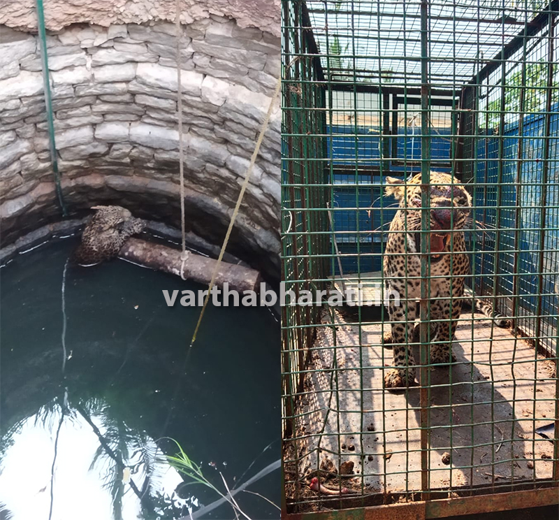 ಕಾರ್ಕಳ: ಬಾವಿಗೆ ಬಿದ್ದ ಚಿರತೆಯ ರಕ್ಷಣೆ