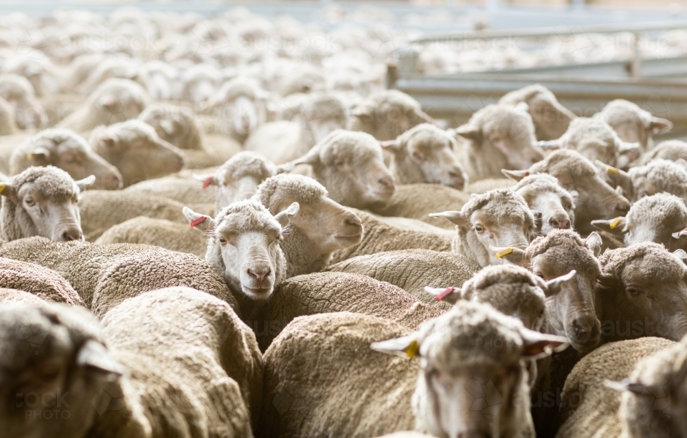 ರಾಜ್ಯದಲ್ಲಿ ಹಲಾಲ್ ವಿವಾದದಿಂದ ಕುರಿ ಮಾರಾಟಕ್ಕೆ ಧಕ್ಕೆ