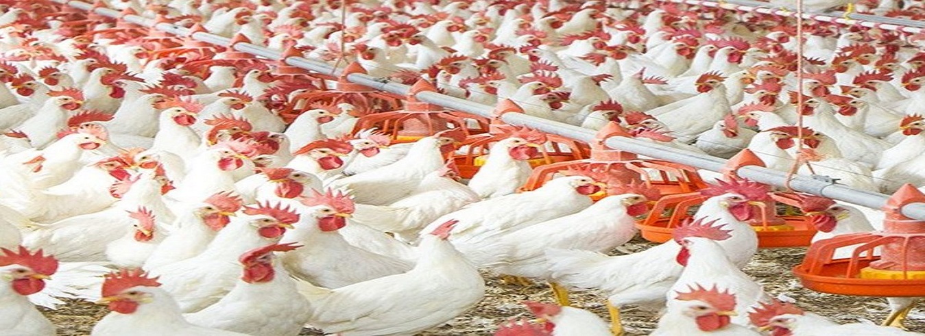 ಹಿಂಸೆ ನೀಡದೆ ಪ್ರಾಣಿಗಳನ್ನು ವಧೆ ಮಾಡಬೇಕು : ಬಿಬಿಎಂಪಿ ಆದೇಶ