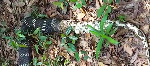 ಬೆಳ್ತಂಗಡಿ : ಹೆಬ್ಬಾವನ್ನು ನುಂಗಿದ ಕಾಳಿಂಗ ಸರ್ಪ !