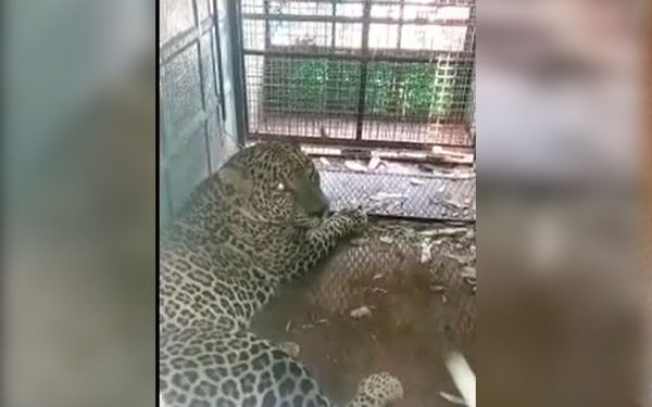 ಗುಂಡ್ಲುಪೇಟೆ: ಗ್ರಾಮಸ್ಥರಲ್ಲಿ ಆತಂಕ ಮೂಡಿಸಿದ್ದ ಚಿರತೆ ಕೊನೆಗೂ ಬೋನಿನಲ್ಲಿ ಸೆರೆ