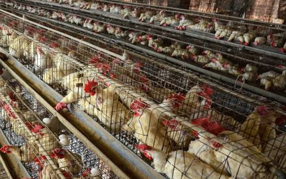 ಚೀನಾದಲ್ಲಿ 4 ವರ್ಷದ  ಬಾಲಕನಿಗೆ ಹಕ್ಕಿ ಜ್ವರ ದೃಢ; ಮನುಷ್ಯರಿಗೆ ಹರಡಿದ ಮೊದಲ ಪ್ರಕರಣ