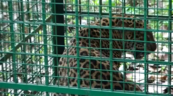 ತೆಕ್ಕಟ್ಟೆ: ಅರಣ್ಯ ಇಲಾಖೆ ಬೋನಿನಲ್ಲಿ ಸೆರೆಯಾದ ಚಿರತೆ