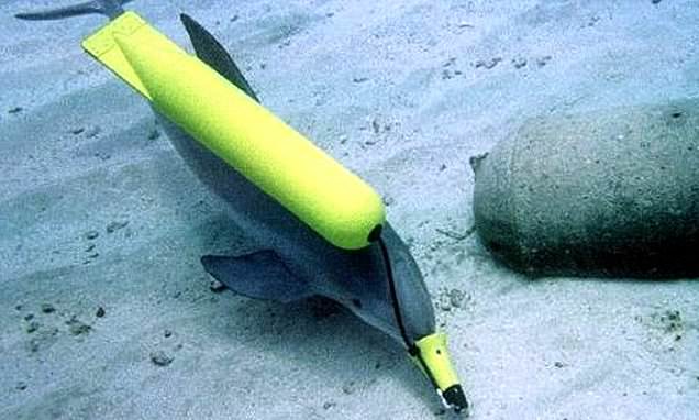 ​ಕಪ್ಪು ಸಮುದ್ರದ ನೌಕಾ ನೆಲೆಯ ಭದ್ರತೆಗೆ ತರಬೇತಿ ಪಡೆದ ಡಾಲ್ಫಿನ್ ಗಳ ಸೇನೆಯನ್ನು ನಿಯೋಜಿಸಿದ ರಶ್ಯ