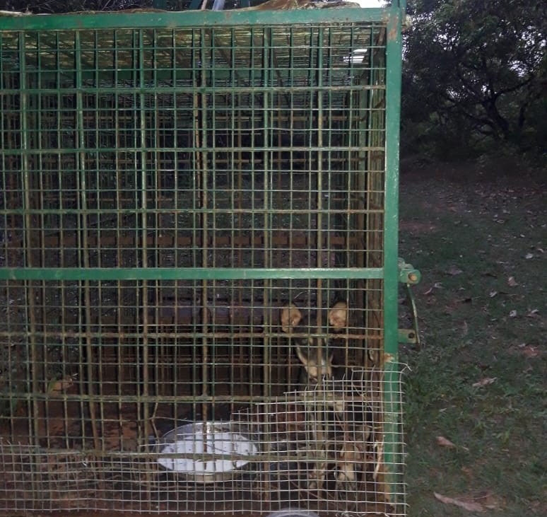 ತೆಕ್ಕಟ್ಟೆ: ಚಿರತೆ ಸೆರೆಗೆ ಬೋನಿಟ್ಟ ಅರಣ್ಯ ಇಲಾಖೆ