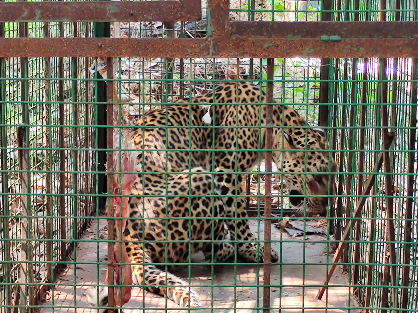 ಹಿರ್ಗಾನ: ಗ್ರಾಮಸ್ಥರಲ್ಲಿ ಆತಂಕ ಮೂಡಿಸಿದ್ದ ಚಿರತೆ ಬೋನಿನಲ್ಲಿ ಸೆರೆ