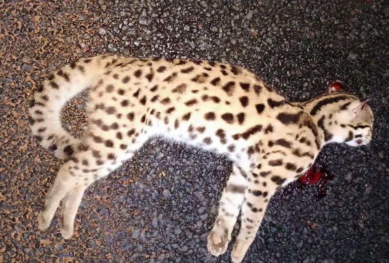 ಕೋಲ್ಚಾರು ರಸ್ತೆಯಲ್ಲಿ ವಾಹನ ಢಿಕ್ಕಿ; ಚಿರತೆಯ ಮರಿ ಸಾವು