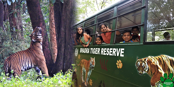 ಭದ್ರಾ, ಮುತ್ತೋಡಿ ಅಭಯಾರಣ್ಯದಲ್ಲಿ ಸಫಾರಿಗೆ ಹೆಚ್ಚಿದ ಬೇಡಿಕೆ