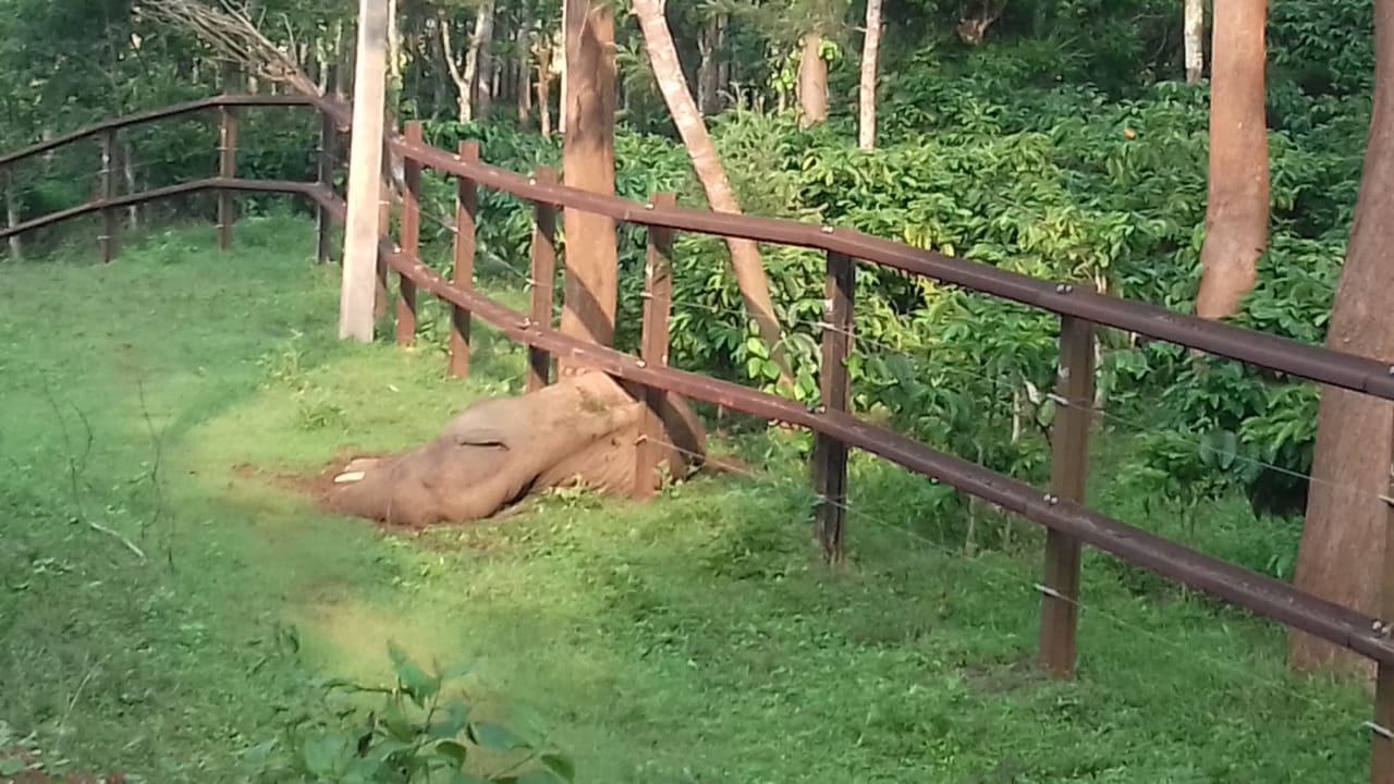 ರೈಲ್ವೆ ಕಂಬಿಗಳ ಬೇಲಿಯಲ್ಲಿ ಸಿಲುಕಿಕೊಂಡು ಪರದಾಡಿದ ಕಾಡಾನೆ