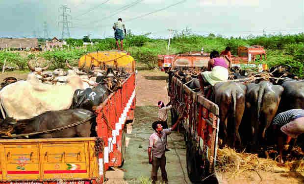 ರೈತರ ಮೇಲೆ ಮುದಿ ಹಸುಗಳ ಅನಗತ್ಯ ಹೊರೆ: ಕರ್ನಾಟಕದಲ್ಲಿ ಗೋಹತ್ಯೆ ಕಾಯ್ದೆ ವಿರುದ್ಧ ಅನ್ನದಾತರ ಆಕ್ರೋಶ