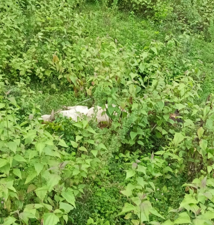 ಮೂಡಿಗೆರೆ: ತುಂಡಾಗಿ ಬಿದ್ದಿದ್ದ ವಿದ್ಯುತ್ ತಂತಿ ಸ್ಪರ್ಶಿಸಿ ಕೂಲಿ ಕಾರ್ಮಿಕ ಮೃತ್ಯು