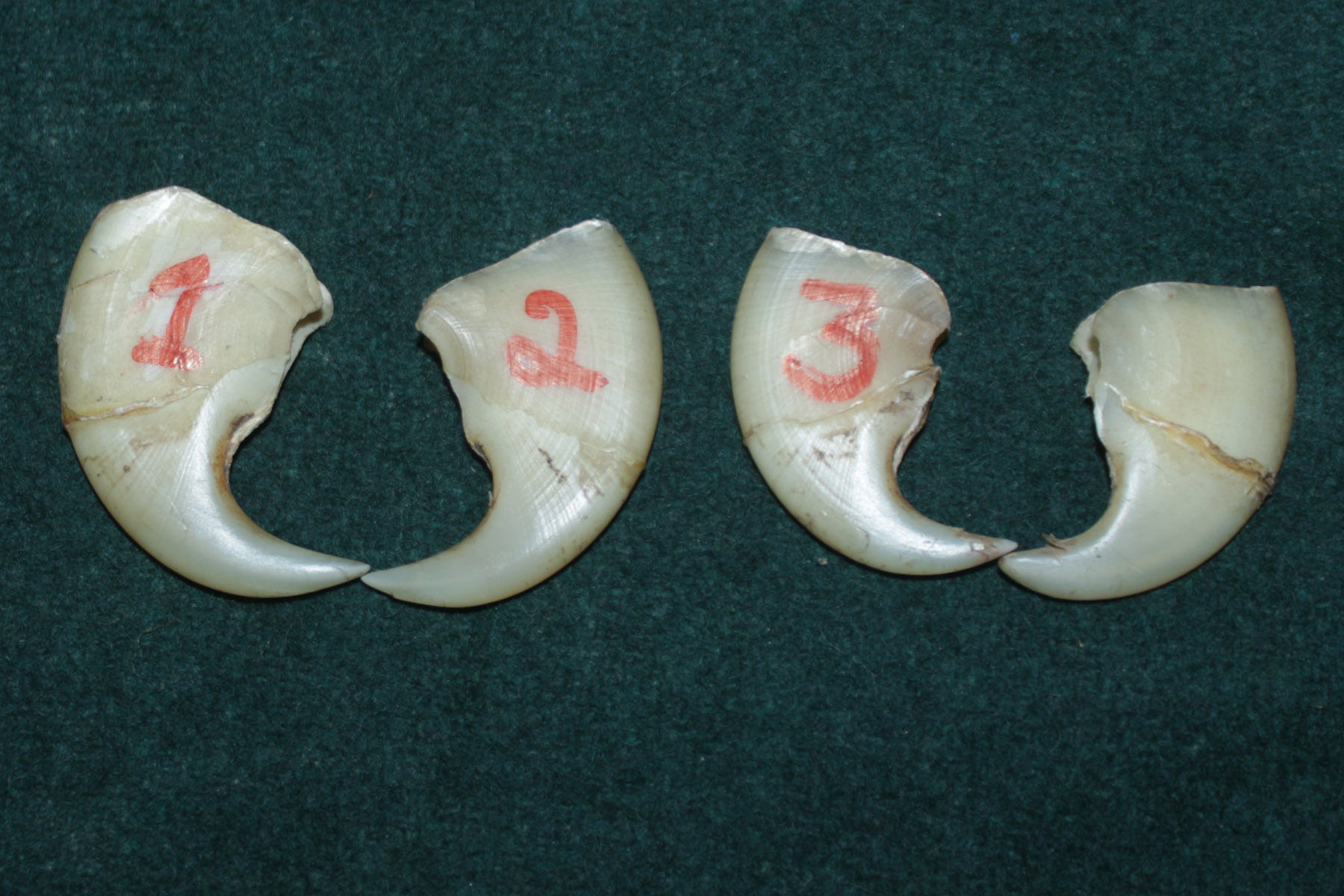 ಹುಲಿ ಉಗುರು ಮಾರಾಟ ಯತ್ನ: ಮಡಿಕೇರಿ ಸಿಐಡಿ ಅರಣ್ಯ ಘಟಕದಿಂದ ಇಬ್ಬರು ಆರೋಪಿಗಳ ಬಂಧನ