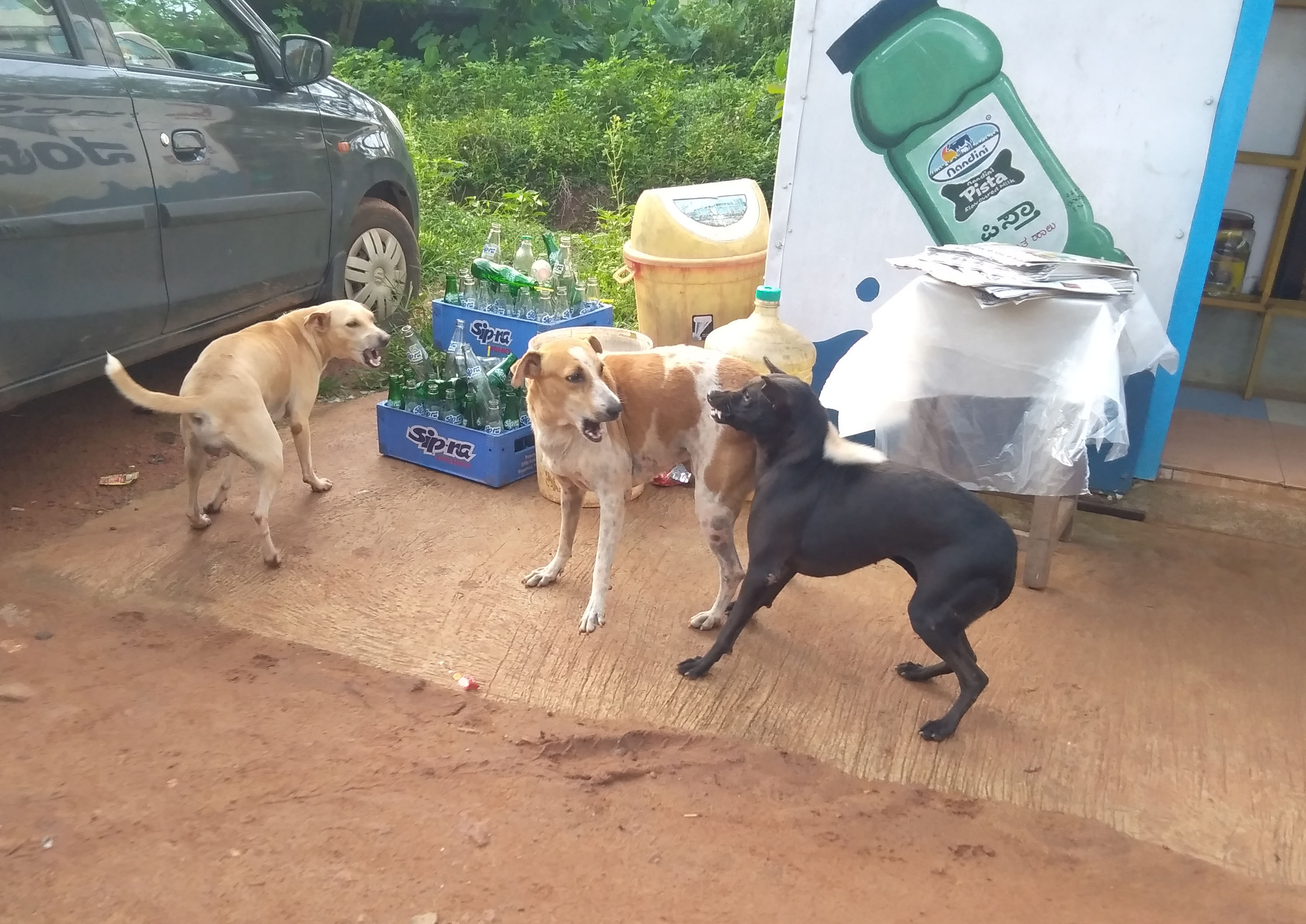 ಪರ್ಕಳದಲ್ಲಿ ಹುಚ್ಚು ನಾಯಿ ಹಾವಳಿ: ಭಯದ ವಾತಾವರಣ