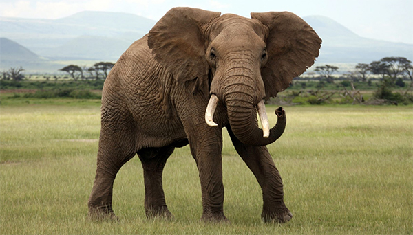 ಆನೆ ದಾಳಿಯಿಂದ ಮಹಿಳೆ ಮೃತ್ಯು; ಅಂತ್ಯಸಂಸ್ಕಾರಕ್ಕೂ ದಾಳಿ ಮಾಡಿದ ಸಲಗ!