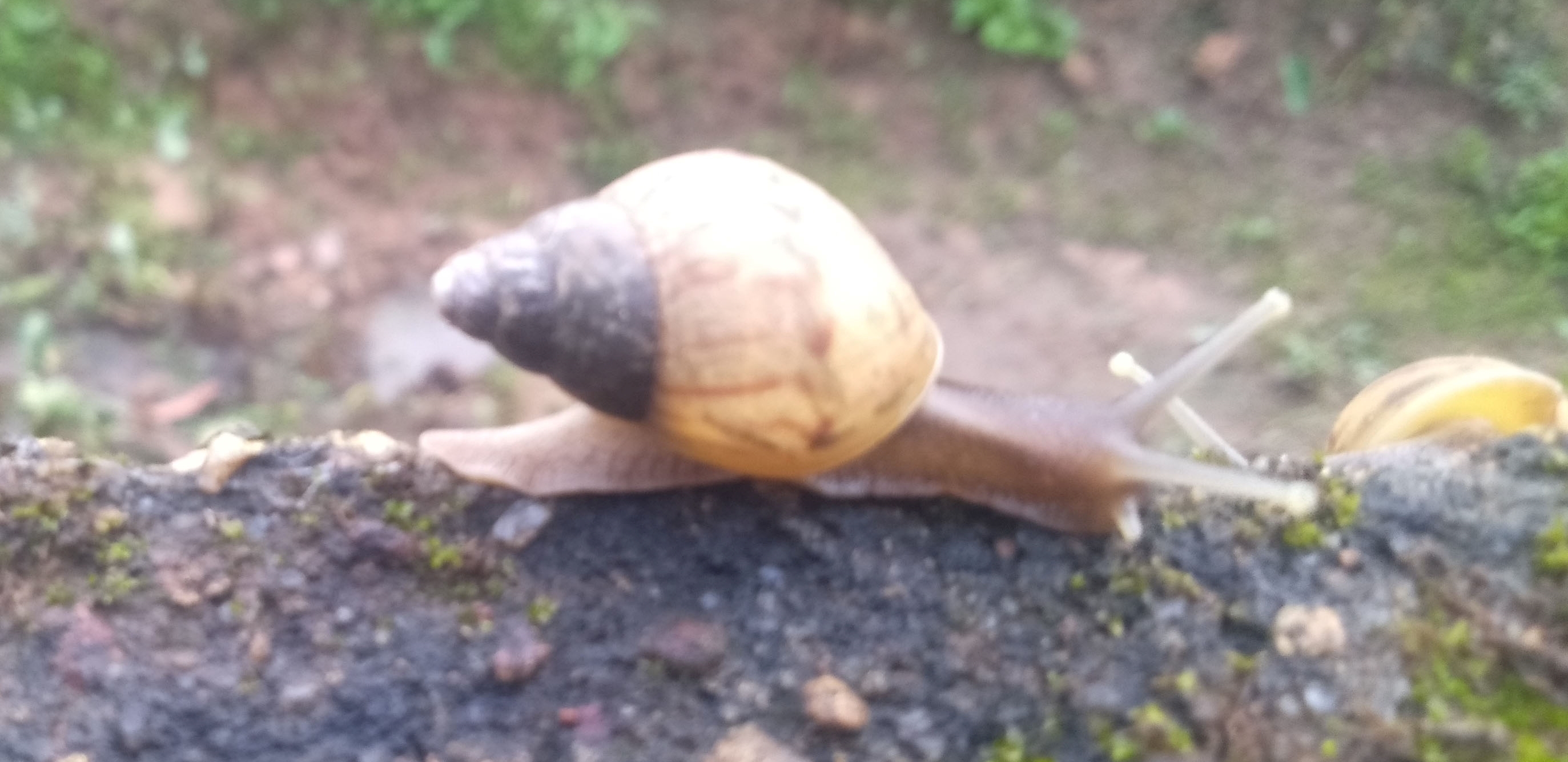 ಪರ್ಕಳ ಪರಿಸರದಲ್ಲಿ ಮತ್ತೆ ಕಾಣಿಸಿಕೊಂಡ ಬಸವನ ಹುಳಗಳು