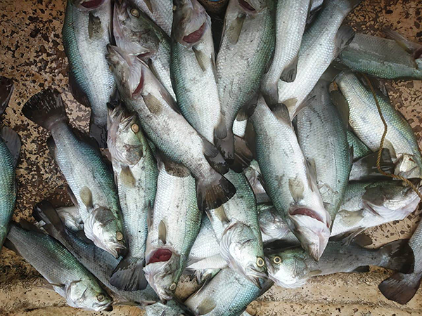 ಪಡುಬಿದ್ರಿ: ಕಾಮಿನಿ ನದಿಯಲ್ಲಿ ಮೀನುಗಳು ಸಾವು