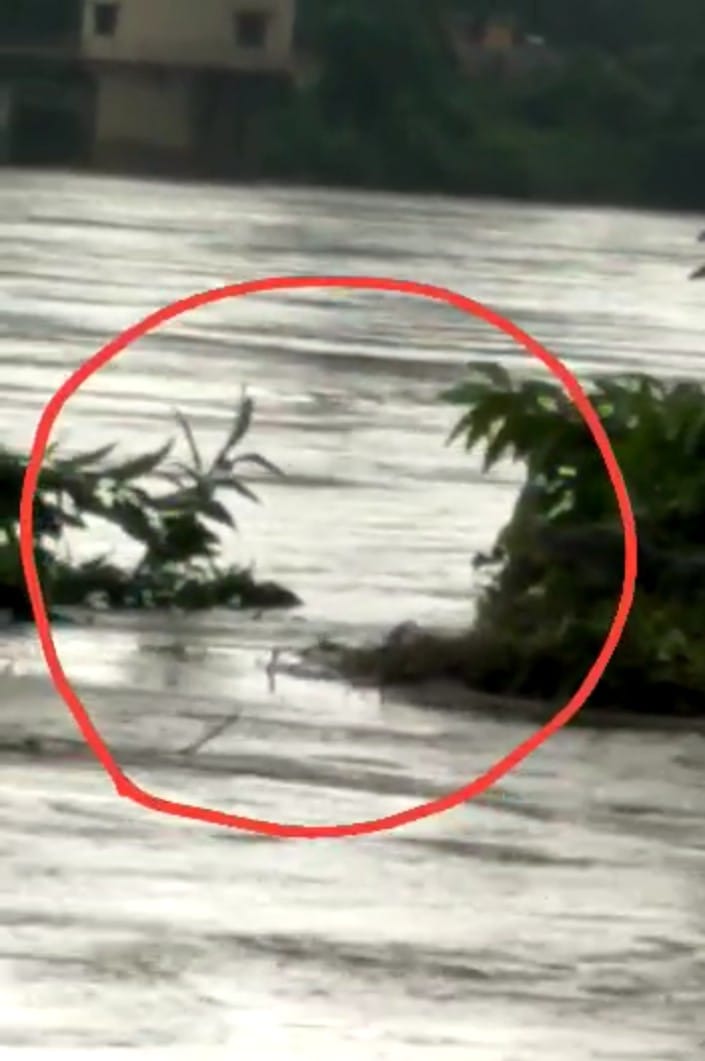 ಬಂಟ್ವಾಳ; ನೇತ್ರಾವತಿ ನದಿಯಲ್ಲಿ ಮೊಸಳೆ !