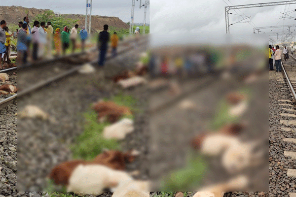 ವಿಜಯಪುರ: ರೈಲು ಢಿಕ್ಕಿ ಹೊಡೆದು 90ಕ್ಕೂ ಹೆಚ್ಚು ಕುರಿಗಳು ಸಾವು