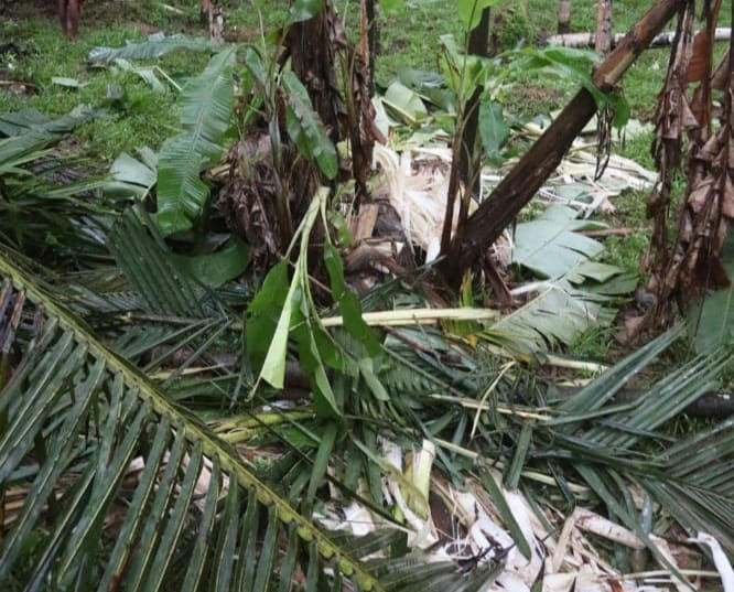 ಸುಳ್ಯ: ಮಂಡೆಕೋಲು ಭಾಗದಲ್ಲಿ ಪ್ರತ್ಯಕ್ಷವಾದ ಕಾಡಾನೆ ಹಿಂಡು ಸುಳ್ಯ: ಮಂಡೆಕೋಲು ಭಾಗದಲ್ಲಿ ಪ್ರತ್ಯಕ್ಷವಾದ ಕಾಡಾನೆ ಹಿಂಡು