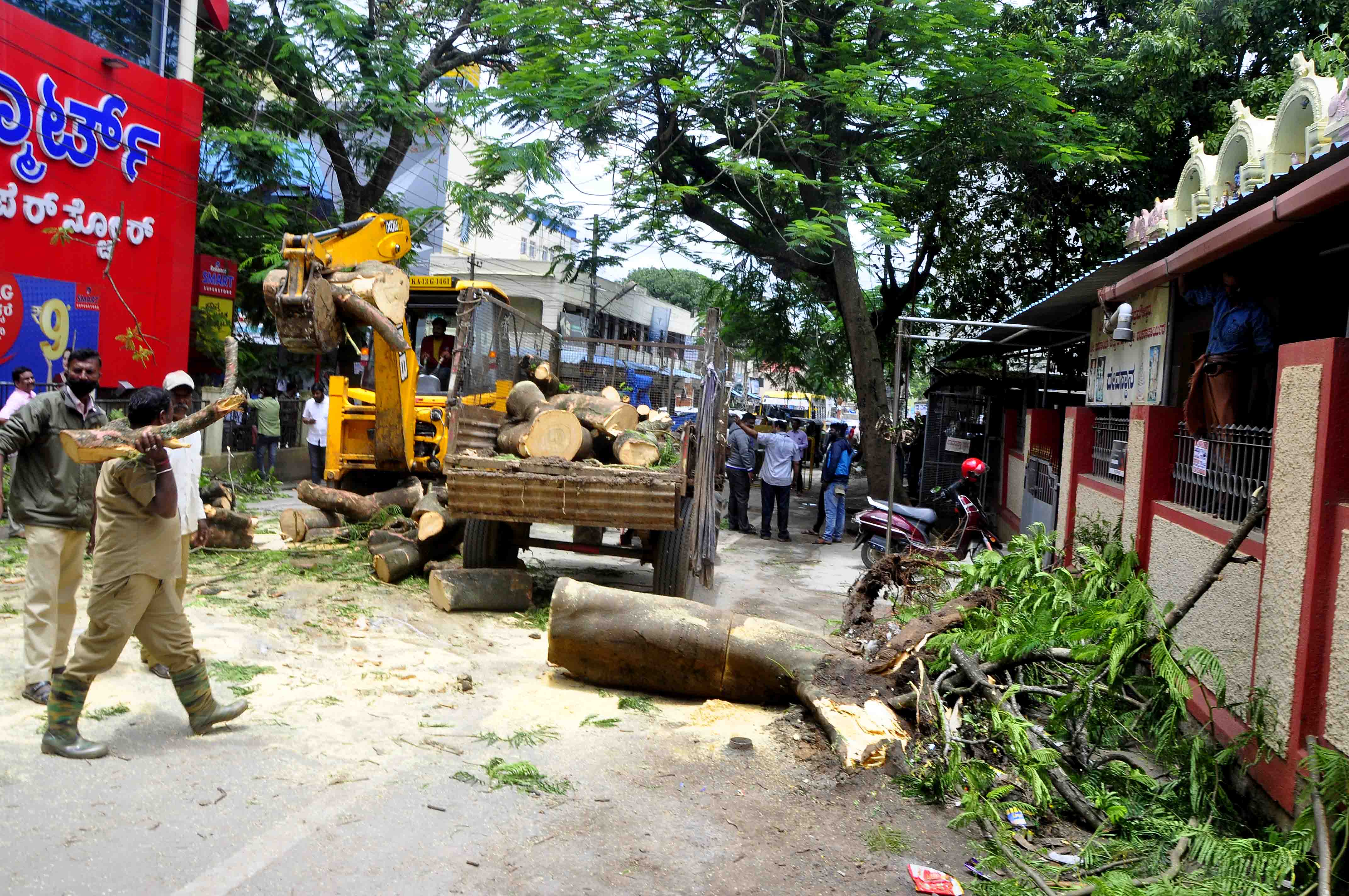 ಹಾಸನ: ರಸ್ತೆಗೆ ಉರುಳಿದ ಬೃಹತ್ ಮರ, ಕಾರು-ಬೈಕ್ ಜಖಂ