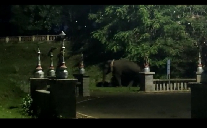 ಮಡಿಕೇರಿ: ಹಾರಂಗಿ ಉದ್ಯಾನವನಕ್ಕೆ ನುಗ್ಗಿದ ಕಾಡಾನೆ; ಪ್ರವಾಸಿಗರು ದಿಕ್ಕಾಪಾಲು