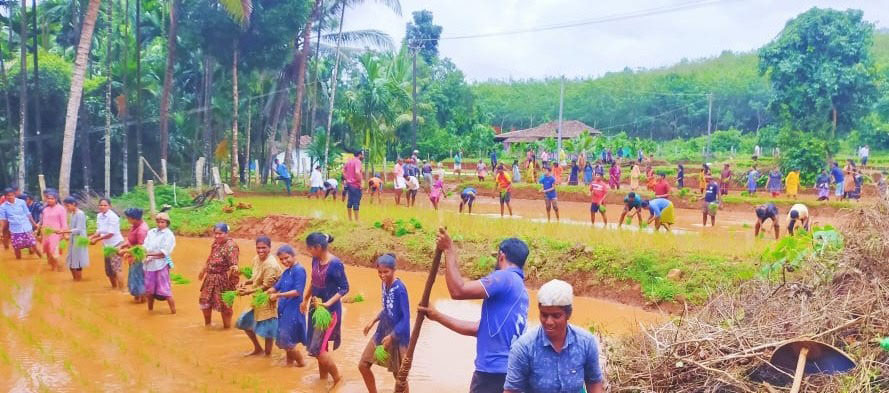 ಬಾಂಡ್ಯದಲ್ಲಿ ಗದ್ದೆಗಿಳಿದು ನಾಟಿ ಮಾಡಿ ಖುಷಿಪಟ್ಟ ವಿದ್ಯಾರ್ಥಿಗಳು!