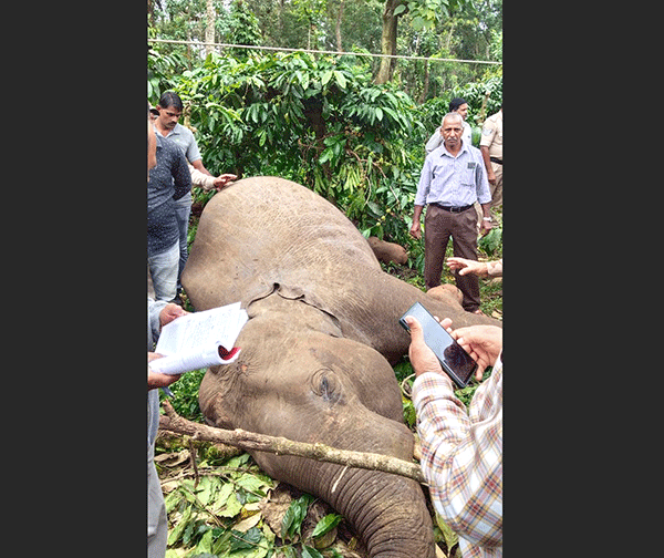 ನೆಲ್ಯಹುದಿಕೇರಿ | ವಿದ್ಯುತ್ ತಂತಿ ಸ್ಪರ್ಶಗೊಂಡು ಎರಡು ಕಾಡಾನೆ ಸಾವು