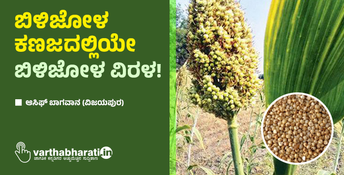 ಬಿಳಿಜೋಳ ಕಣಜದಲ್ಲಿಯೇ ಬಿಳಿಜೋಳ ವಿರಳ!