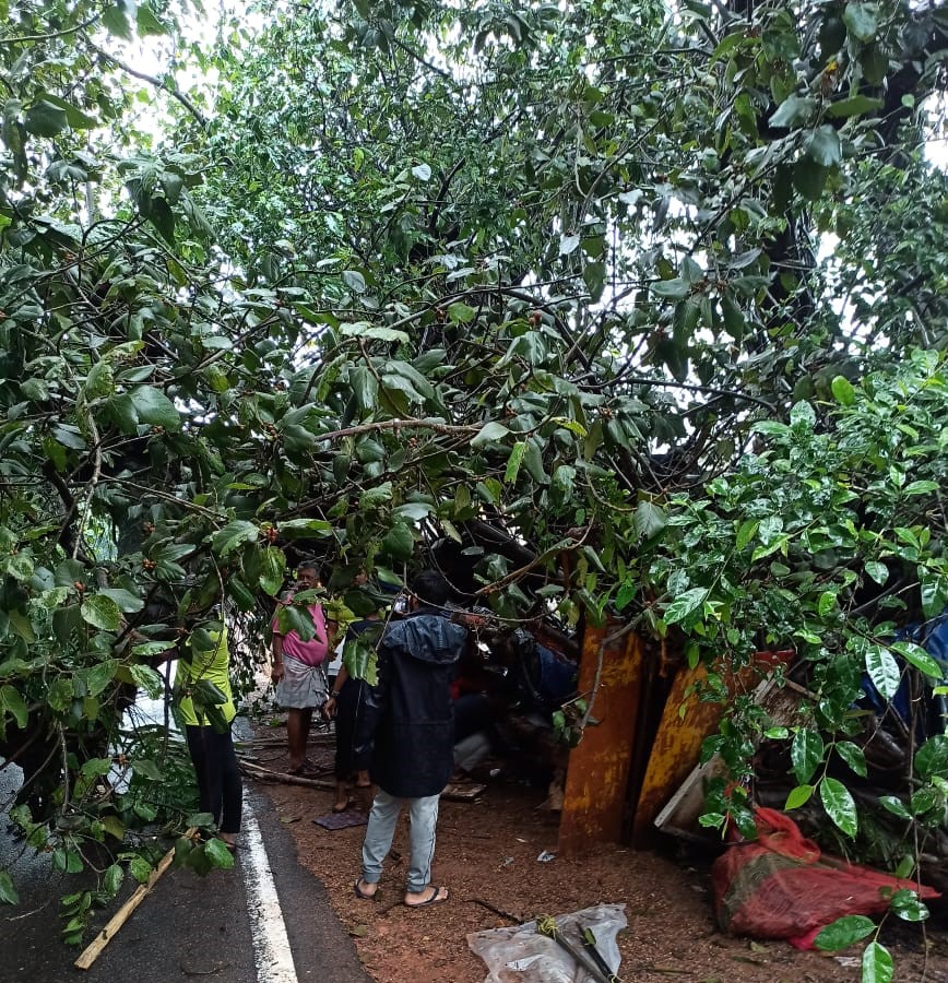 ತೋಡಾರು: ರಸ್ತೆಗೆ ಬಿದ್ದ ಆಲದಮರ; ಸಂಚಾರಕ್ಕೆ ತಾತ್ಕಾಲಿಕ ವ್ಯವಸ್ಥೆ ತೋಡಾರು: ರಸ್ತೆಗೆ ಬಿದ್ದ ಆಲದಮರ; ಸಂಚಾರಕ್ಕೆ ತಾತ್ಕಾಲಿಕ ವ್ಯವಸ್ಥೆ