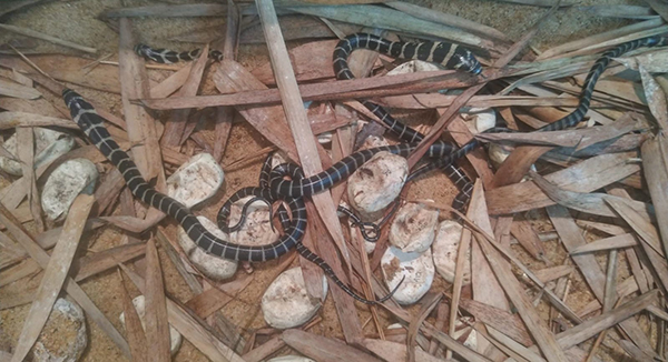 ಪಿಲಿಕುಳ ಉದ್ಯಾನವನದಲ್ಲಿ 38 ಕಾಳಿಂಗ ಸರ್ಪಗಳ ಜನನ