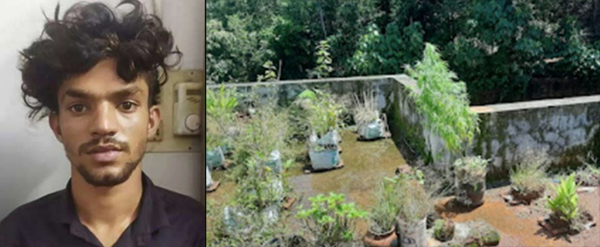 ಕಾಸರಗೋಡು: ಮನೆಯ ಟೆರೇಸ್ ನಲ್ಲಿ ಗಾಂಜಾ ಗಿಡ ಬೆಳೆಸಿದ ಆರೋಪ; ಯುವಕ ಸೆರೆ