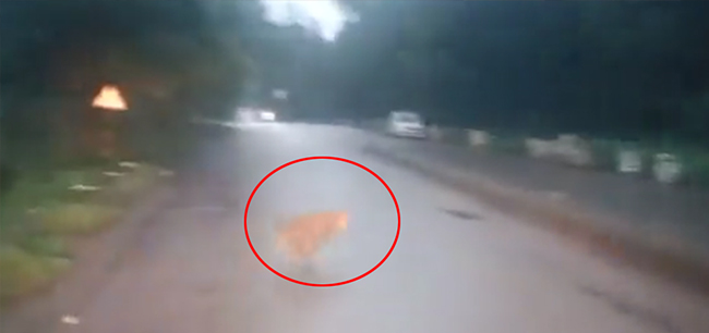 ಬೆಳಗಾವಿ ನಗರದ ಗಾಲ್ಫ್ ಕ್ಲಬ್ ಬಳಿ ಚಿರತೆ ಪ್ರತ್ಯಕ್ಷ: ನಗರದ ಜನರಲ್ಲಿ ಆತಂಕ