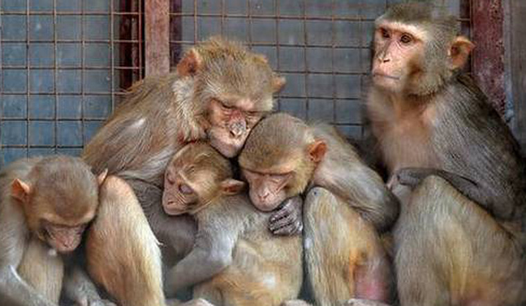 ಮಂಗಗಳ ಹಾವಳಿ ತಡೆಗೆ ಮಾರ್ಗಸೂಚಿ ಕಟ್ಟುನಿಟ್ಟಾಗಿ ಜಾರಿಗೊಳಿಸಿ: ಹೈಕೋರ್ಟ್