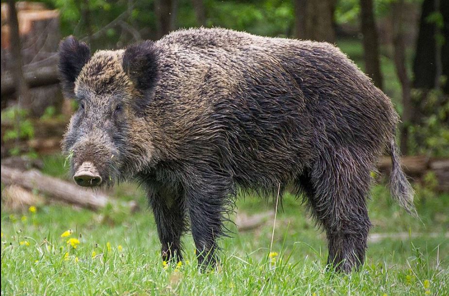 ಬೋವಿಕ್ಕಾನ | ಕಾಡುಹಂದಿ (Wild boar) ದಾಳಿ: ತಂದೆ-ಮಗನಿಗೆ ಗಂಭೀರ ಗಾಯ