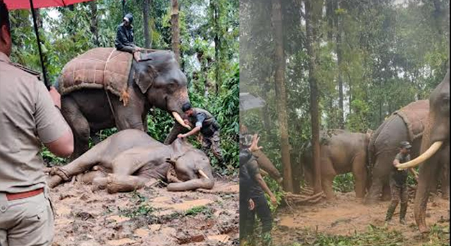 ಕೊಪ್ಪ: 15 ದಿನಗಳಿಂದ ರೈತರು, ಗ್ರಾಮಸ್ಥರ ನಿದ್ದೆಗೆಡಿಸಿದ್ದ ಕಾಡಾನೆಯ ಸೆರೆ